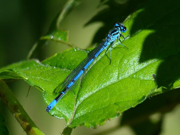 Azuurwaterjuffer (Coenagrion puella)